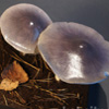 Zdjęcie: Gaska nieksztaltna - Tricholoma portentosum.jpg